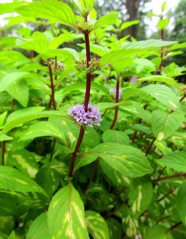 Мята имбирная. Мята 'Ginger Mint'. Мята имбирная ( Mentha ). Мята Джинджер имбирная. Мята имбирная Ginger Mint.