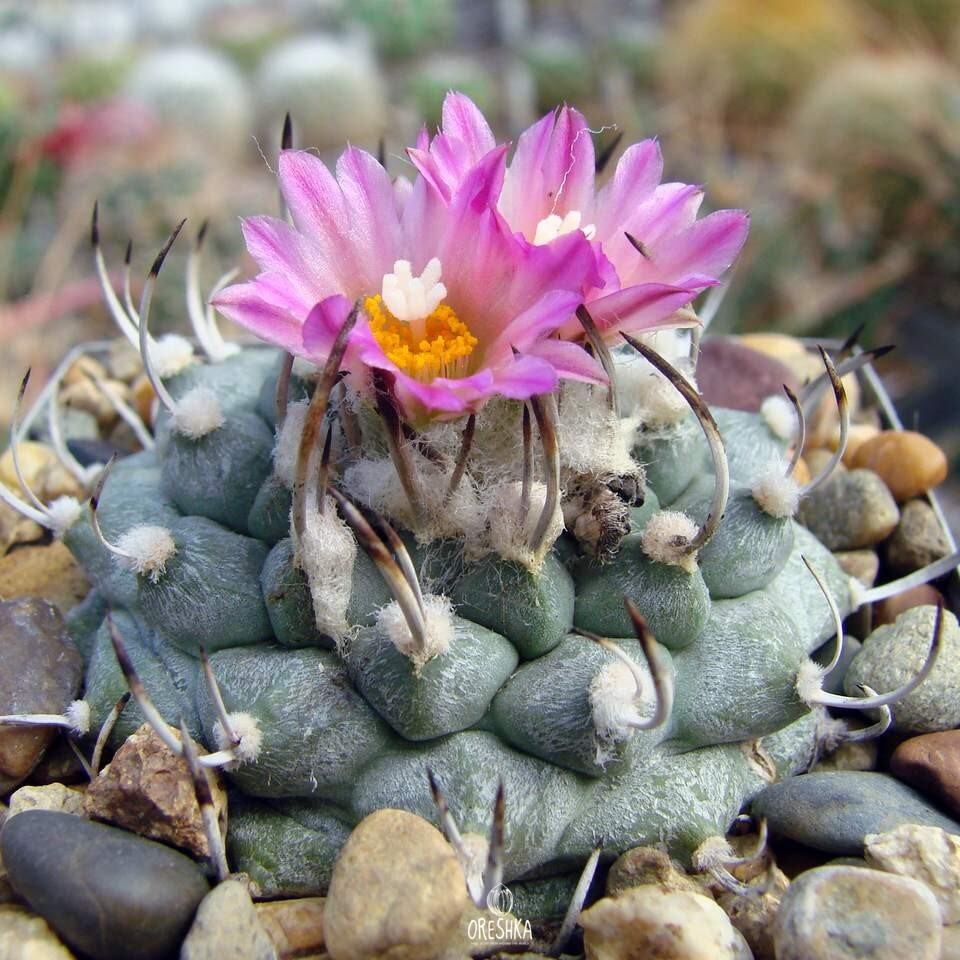 Seeds of Cactus Turbinicarpus schwarzii v. rubriflorus (Turbinicarpus schwarzii v. rubriflorus) — 10 pcs