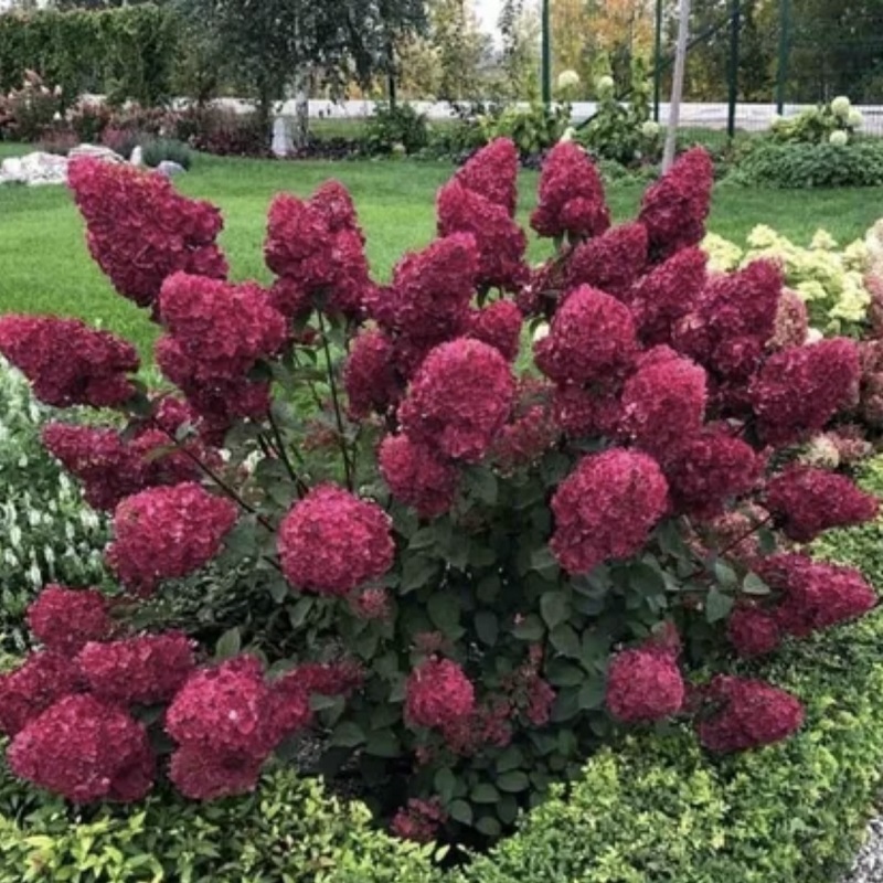 самарская лидия