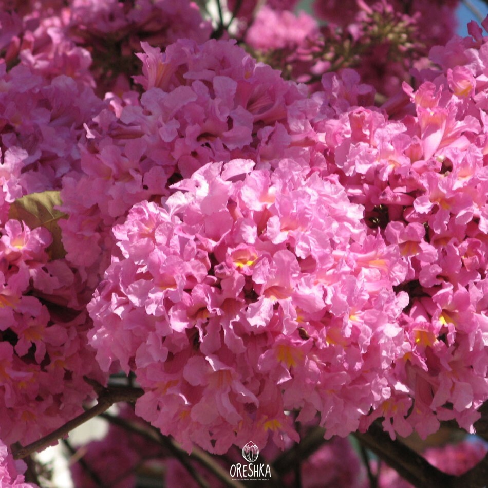 Seeds of Tabebuia rosea (pink poui) (Tabebuia rosea) — 25 pcs