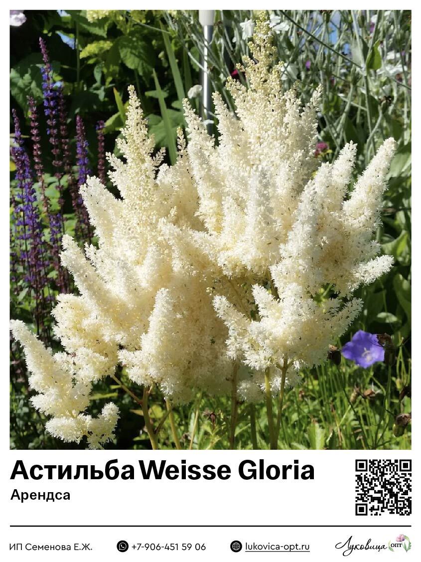 Астильба Weisse Gloria (Арендса) 1 шт