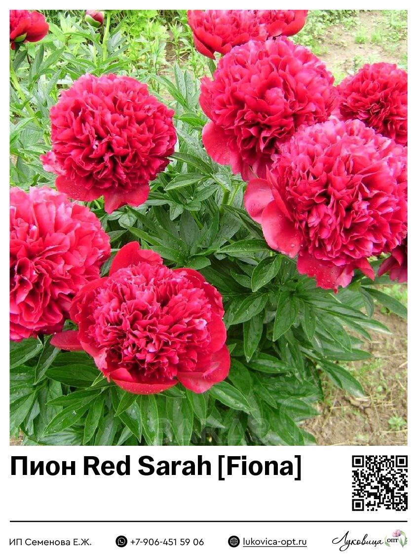Пион Red Sarah / Fiona