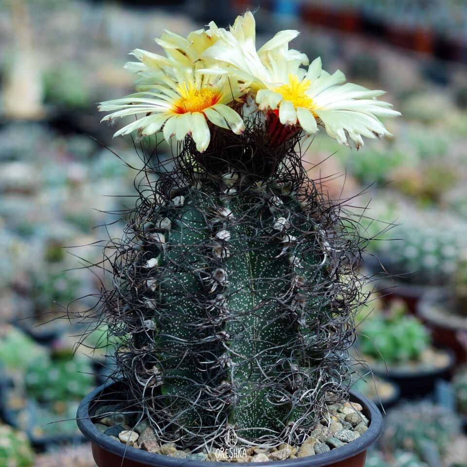Seeds of Cactus Astrophytum capricorne v. minor P 269 (Astrophytum capricorne v. minor P 269) — 10 pcs