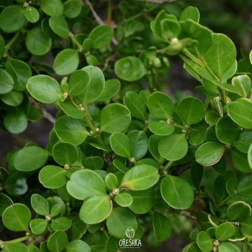 Seeds of Littleleaf boxwood (Buxus microphylla) — 25 pcs
