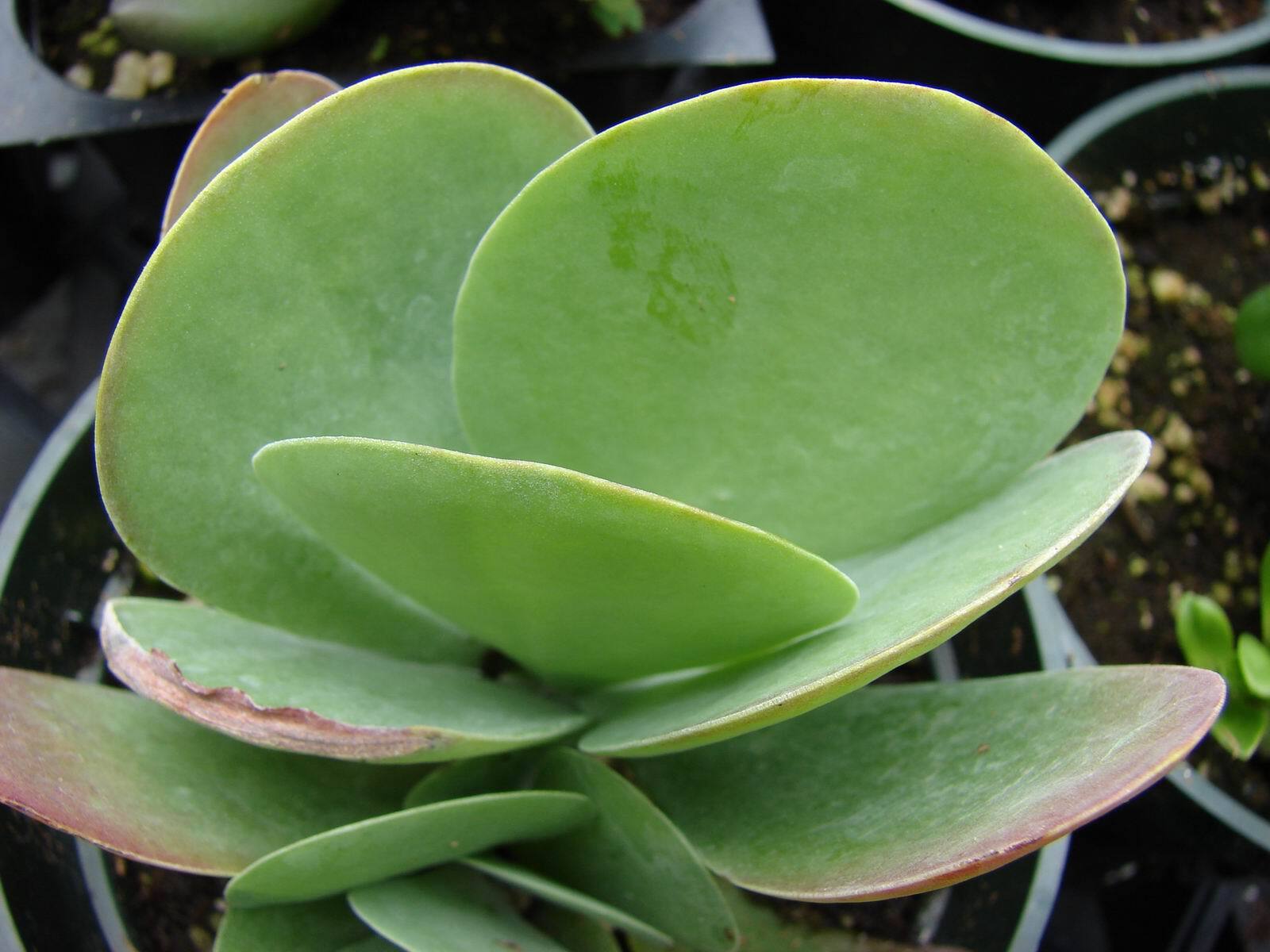 Kalanchoe Турсифлора