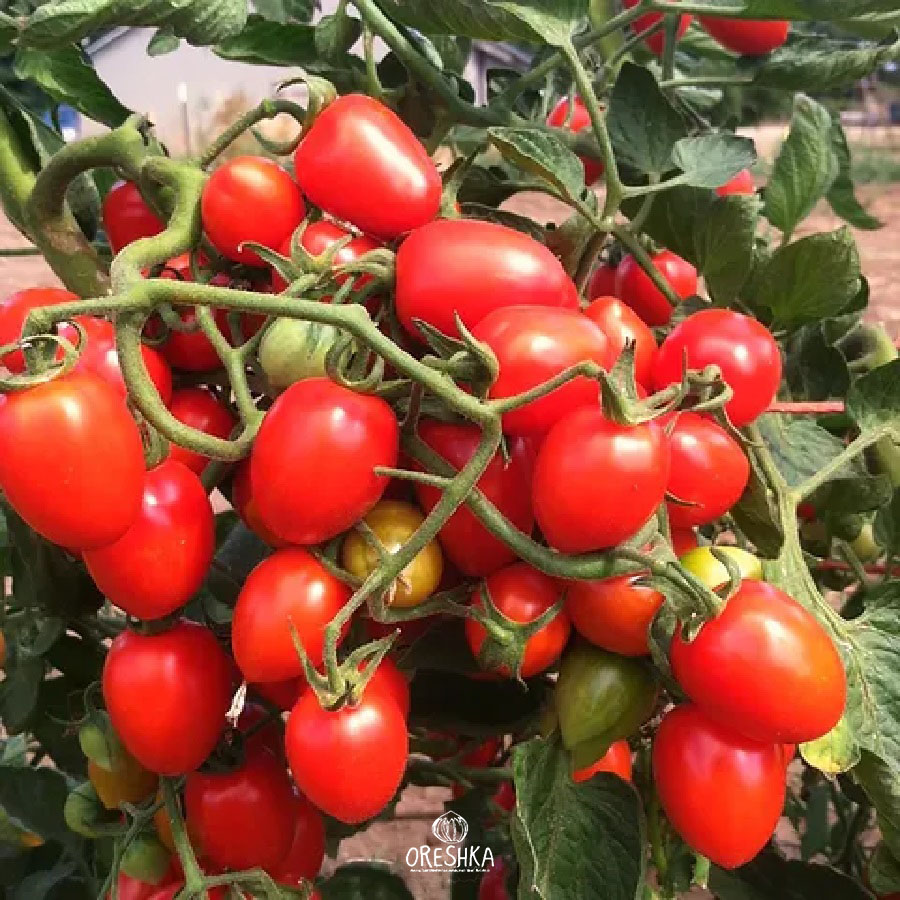 Seeds of Tomato Gardener's Sweetheart (solanum lycopersicum) — 10 pcs