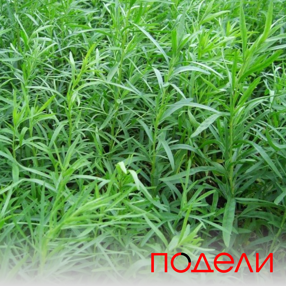 Полынь эстрагонная ( эстрагон, тархун) / Artemisia dracunculus