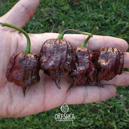 Seeds of Hot pepper Carolina Reaper Chocolate (Capsicum) — 5 pcs