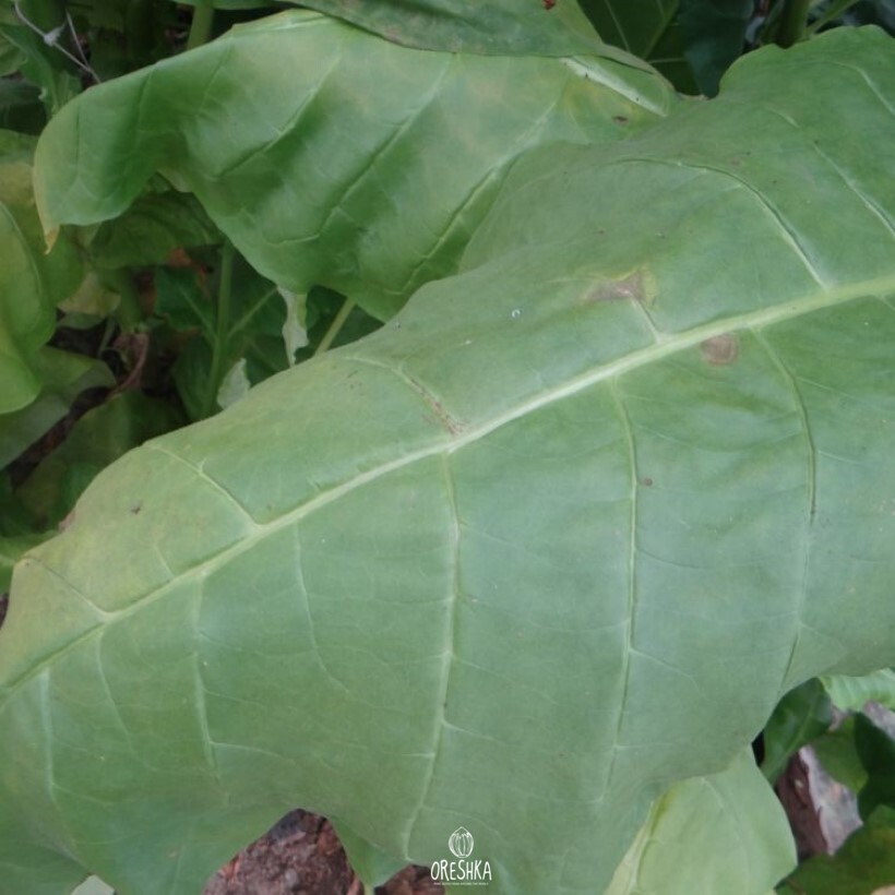 Seeds of Tobacco virginia * burley 38 (Nicotiana tabacum) — 300 pcs