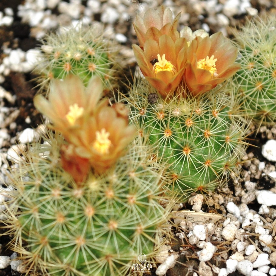 Seeds of Cactus Escobaria roseana P 268 (Escobaria roseana P 268) — 10 pcs