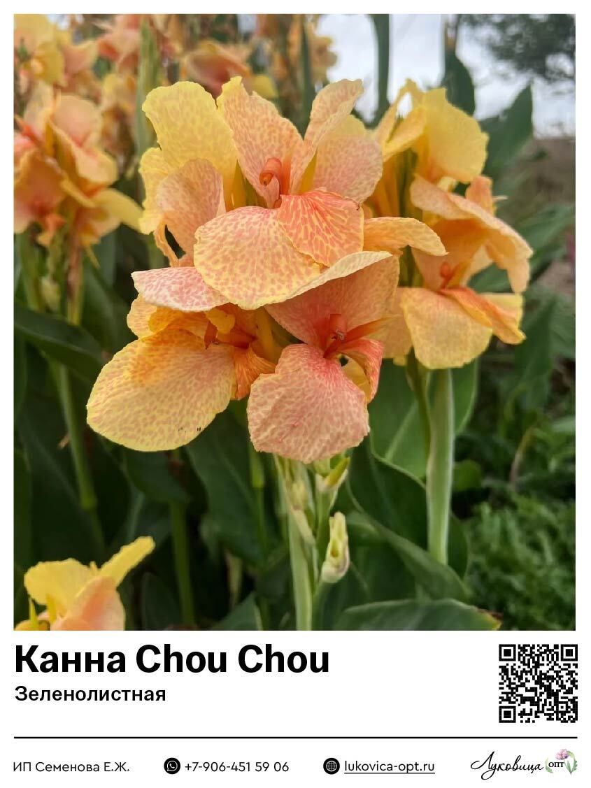 Канна Chou Chou (Зеленолистная)