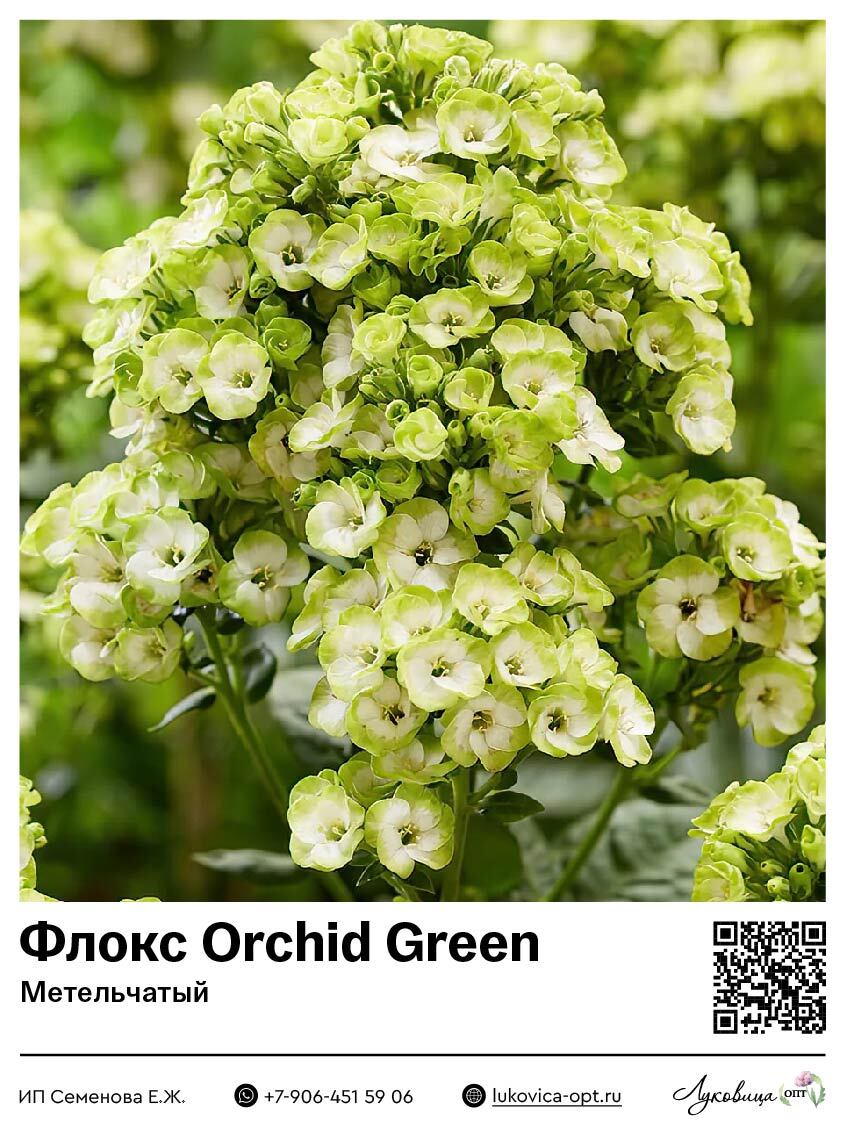 Флокс Orchid Green (Метельчатый) 1 шт
