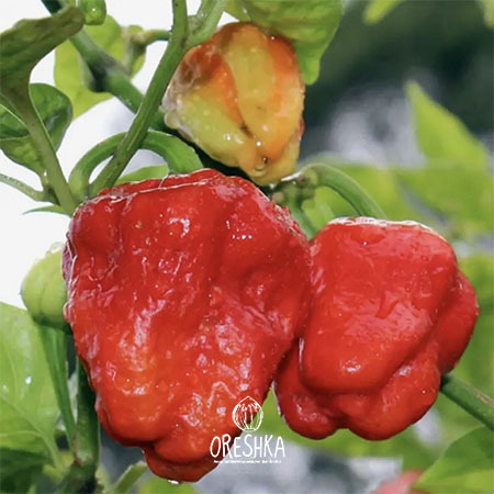 Seeds of Hot pepper 7 pot Congo Giant Red (Capsicum) — 5 pcs