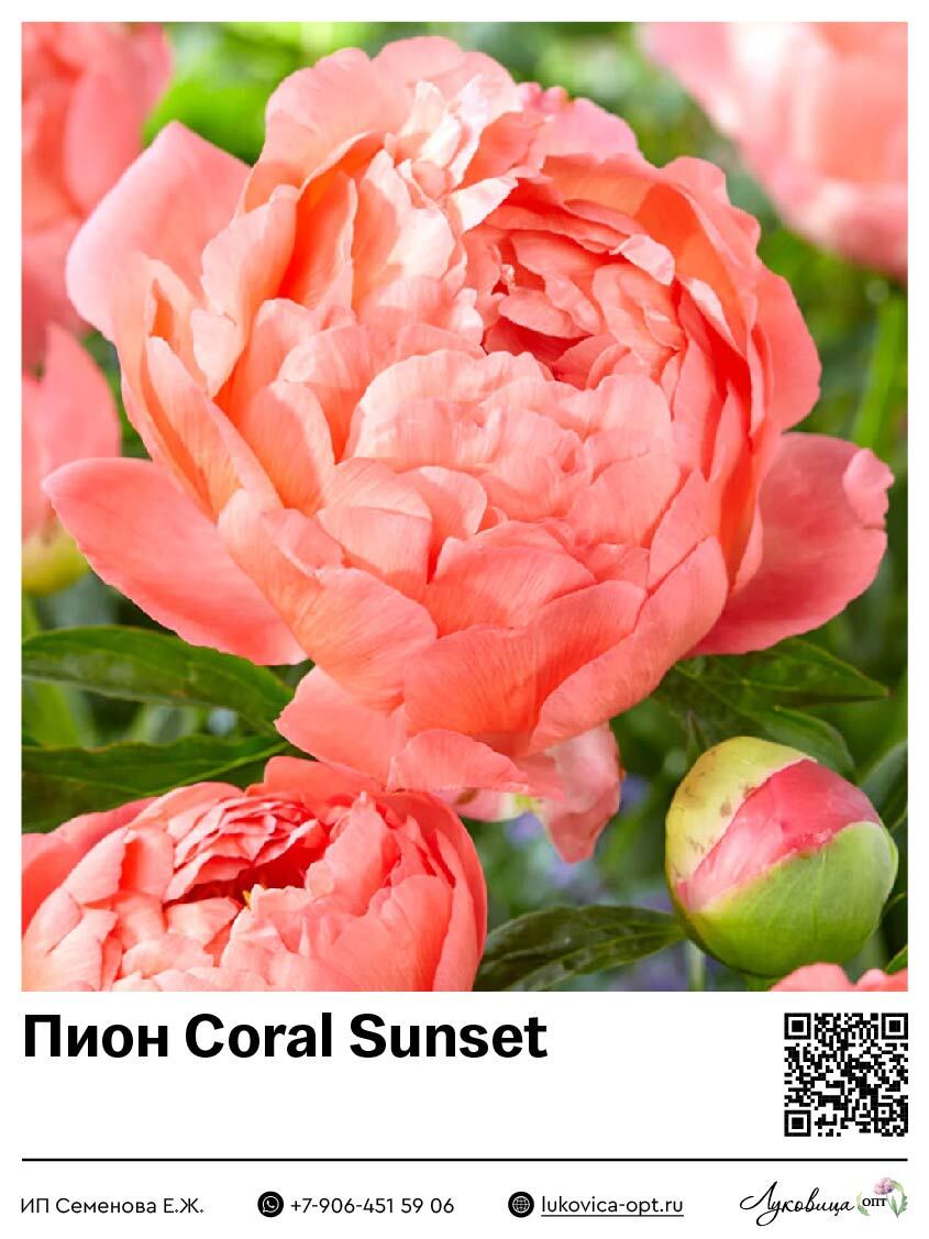 Пион Coral Sunset