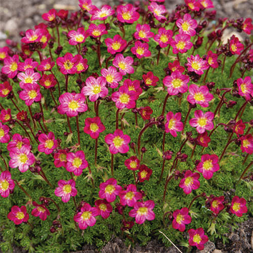 Камнеломка Арендса "Purple Robe"