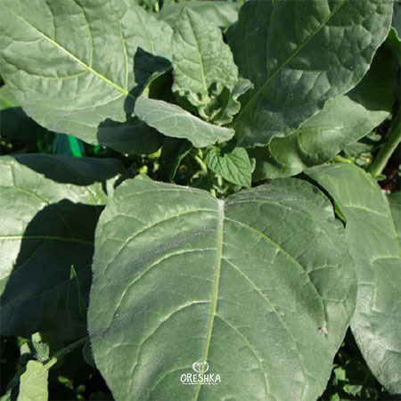 Seeds of Shag Punche Mexicano (Nicotiana tabacum) — 300 pcs
