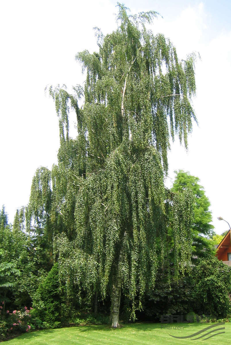 Береза повислая betula pendula