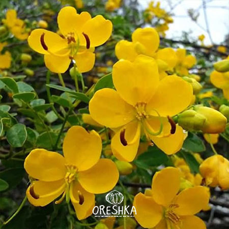 Seeds of Cassia holly (Senna alexandrina) — 15 pcs