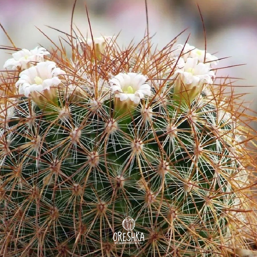 Seeds of Cactus Mammillaria grusonii v. longispina (Mammillaria grusonii v. longispina) — 10 pcs