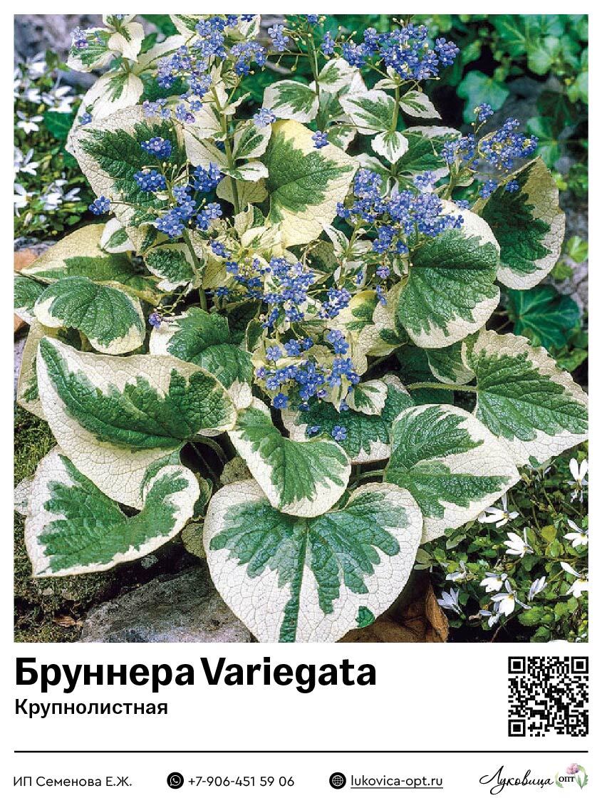 Бруннера Variegata (Крупнолистная) 1 шт