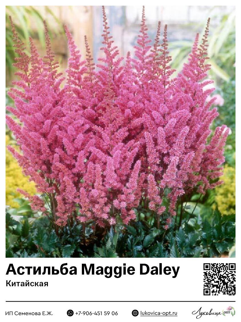 Астильба Maggie Daley (Китайская) 1 шт