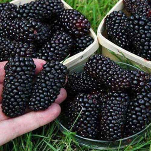 Шелковица черная Крупноплодная