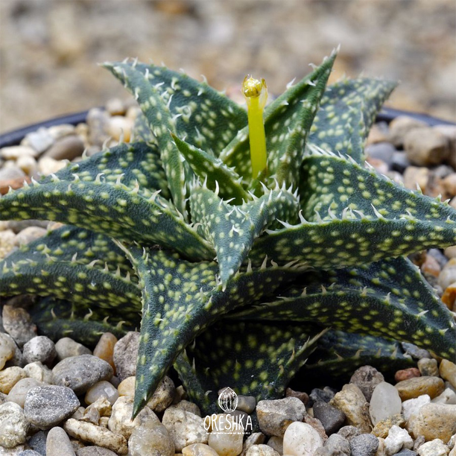 Seeds of Succulent Aloe descoingsii v. angustinae (Aloe descoingsii v. angustinae) — 10 pcs