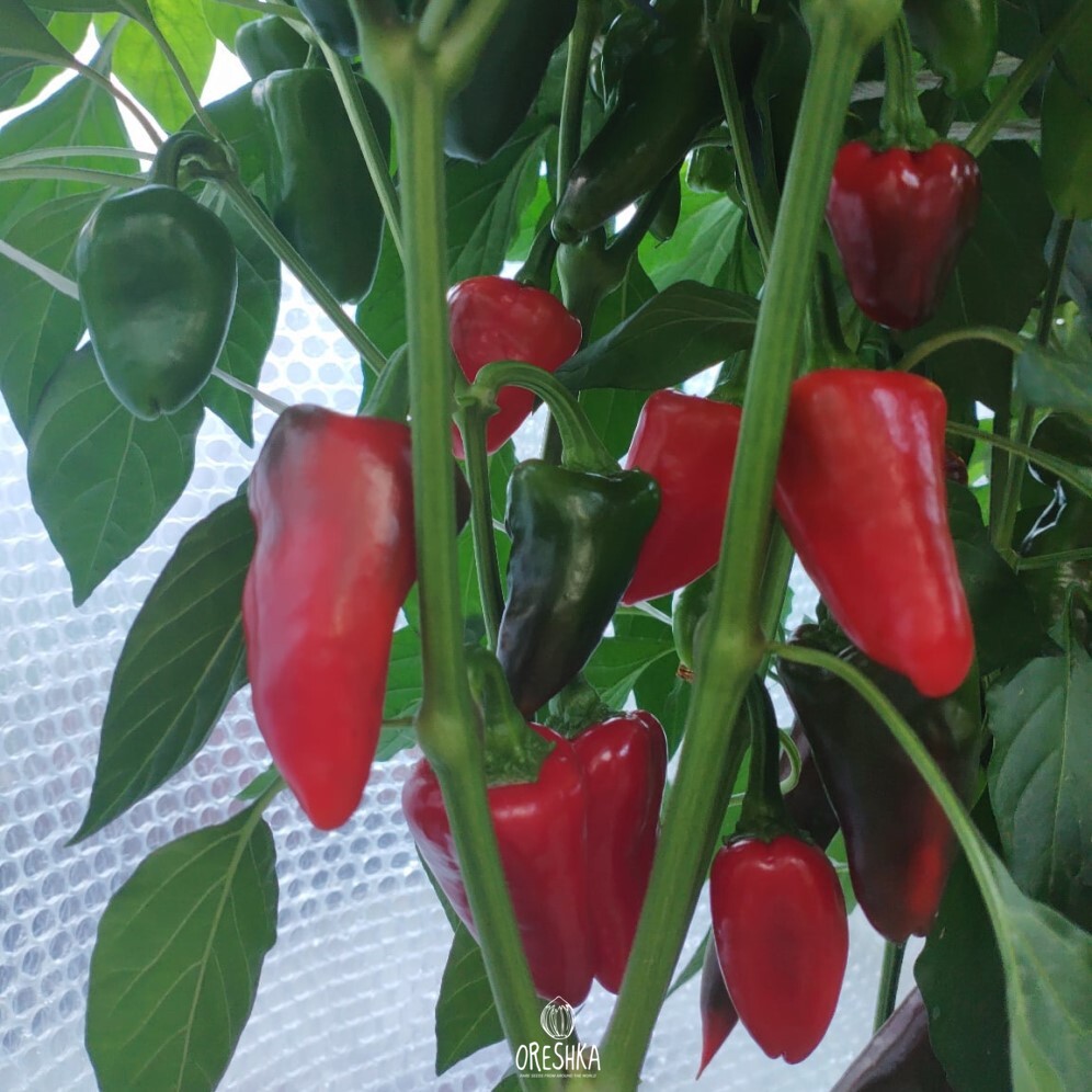 Seeds of Hot pepper Kardoula (Capsicum) — 5 pcs