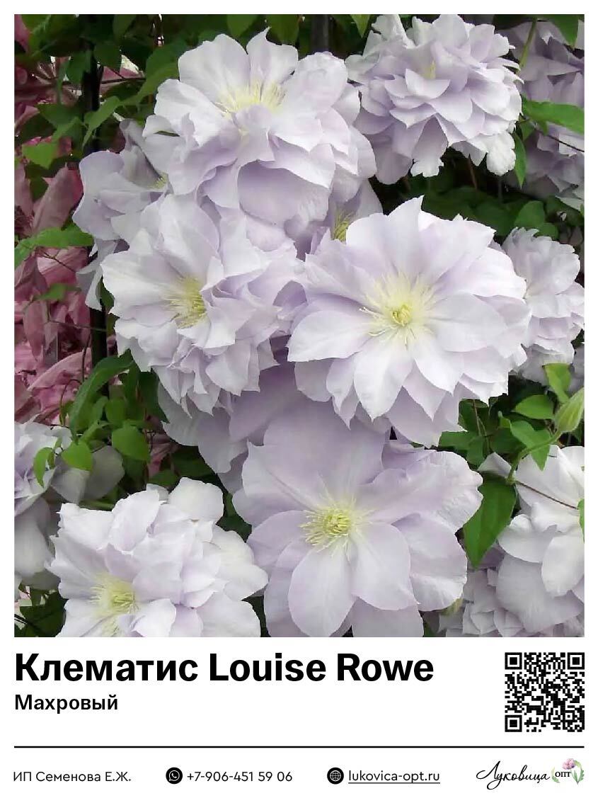 Клематис Louise Rowe (Махровый)