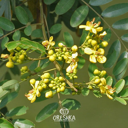 Seeds of Cassia siamea — 15 pcs