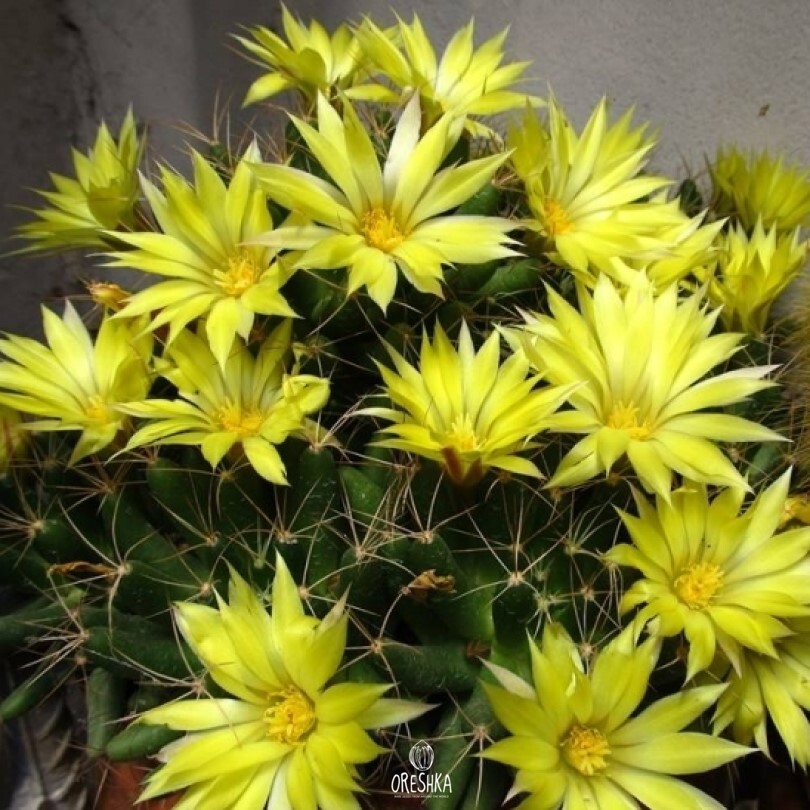 Seeds of Cactus Dolichothele longimamma SB 88 (Dolichothele longimamma SB 88) — 10 pcs