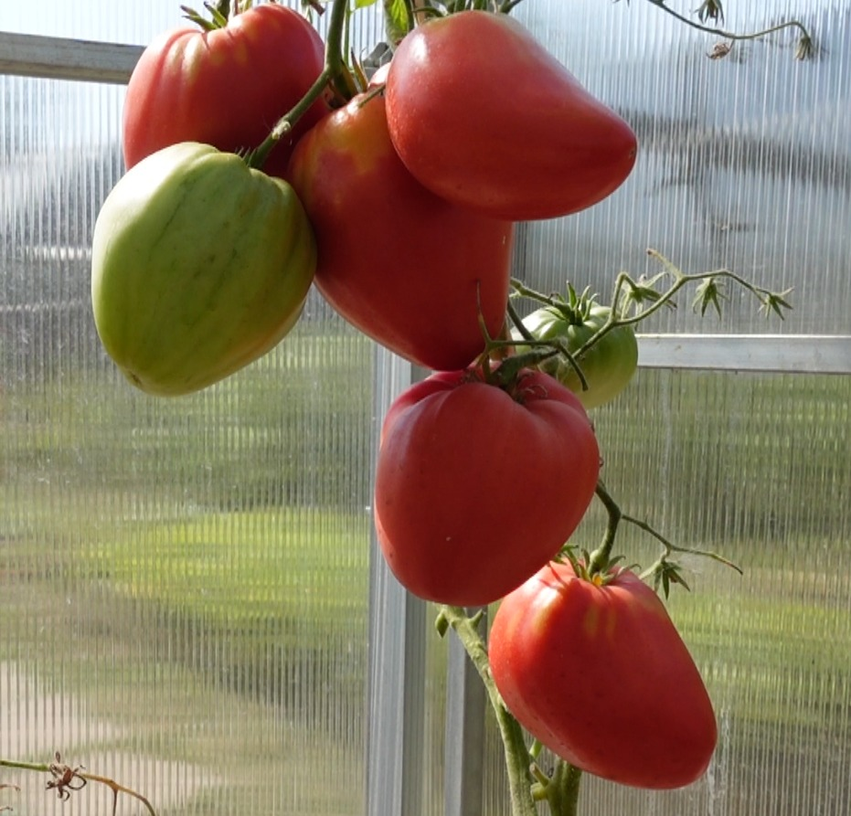 купить семена томата ПОЛЬСКАЯ СЛИВА ТЁТУШКИ СВАРЛО (Aunt Swarlo`s ...