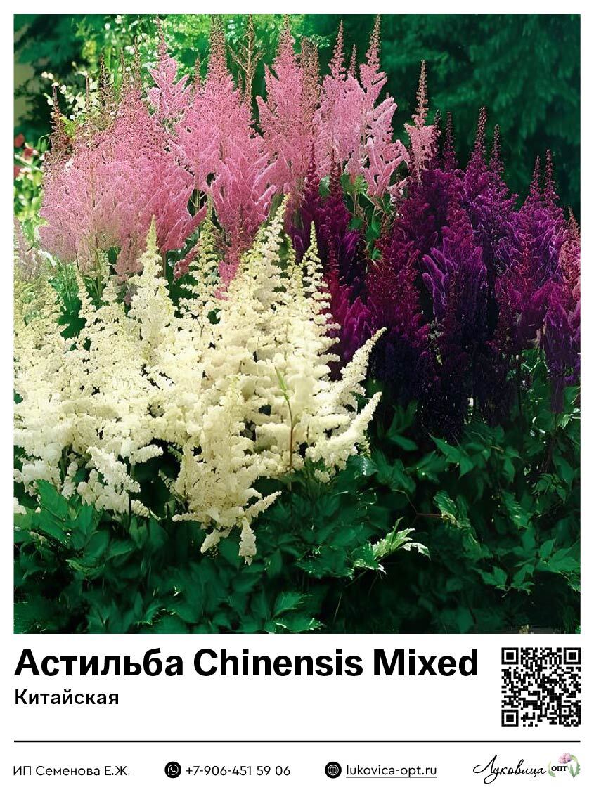 Астильба Chinensis Mixed (Китайская) 1 шт