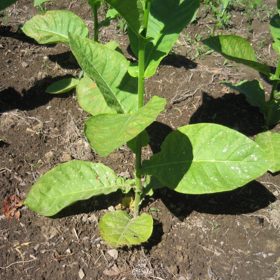 Seeds of Tobacco manjurka (Nicotiana tabacum) — 300 pcs