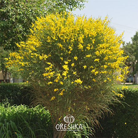 Seeds of Broom (Cytisus scoparius) — 10 pcs