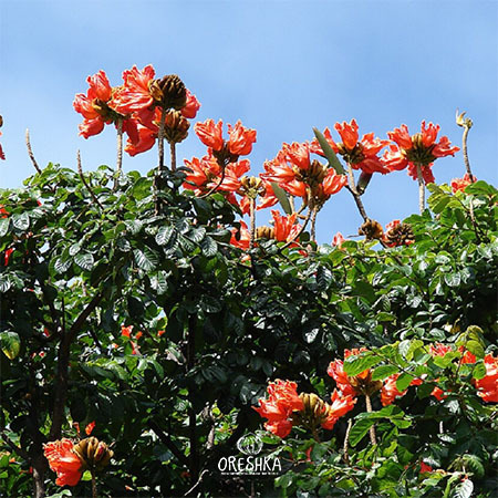Spathodea campanulata flowers close up scarlet tulip shaped 12cm detail