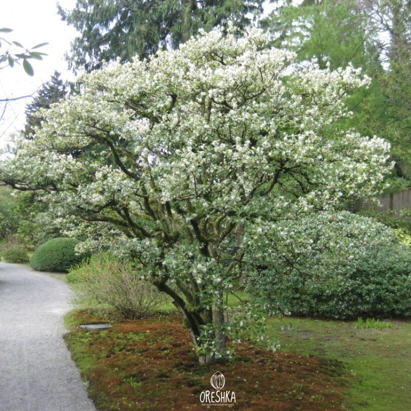 Seeds of Osmanthus (Osmanthus) — 10 pcs