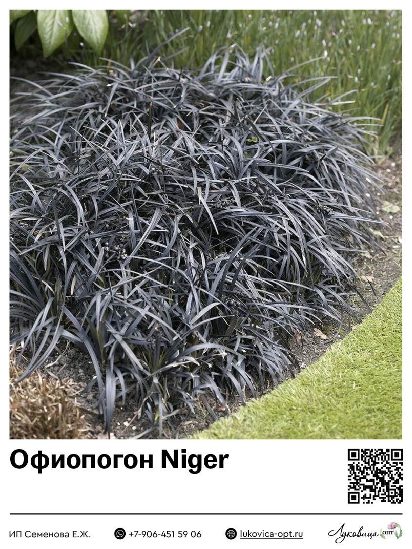Офиопогон Niger (Плоскострельный) 1 шт