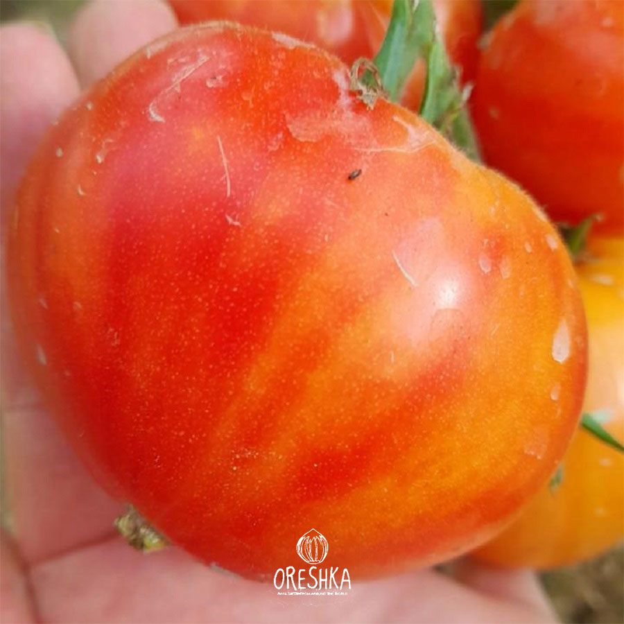 Seeds of Tomato Royal Heart (solanum lycopersicum) — 10 pcs