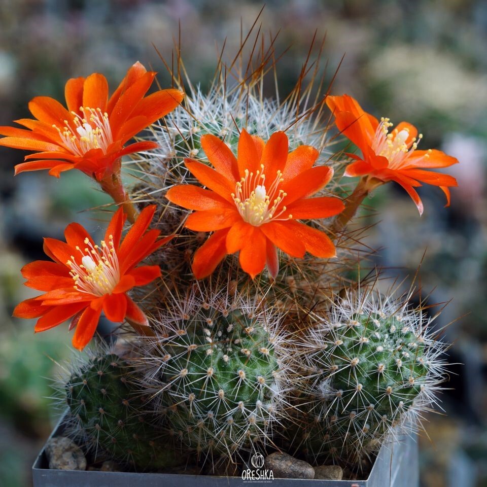 Seeds of Cactus Aylostera aureispina KK 1694 (Aylostera aureispina KK 1694) — 10 pcs