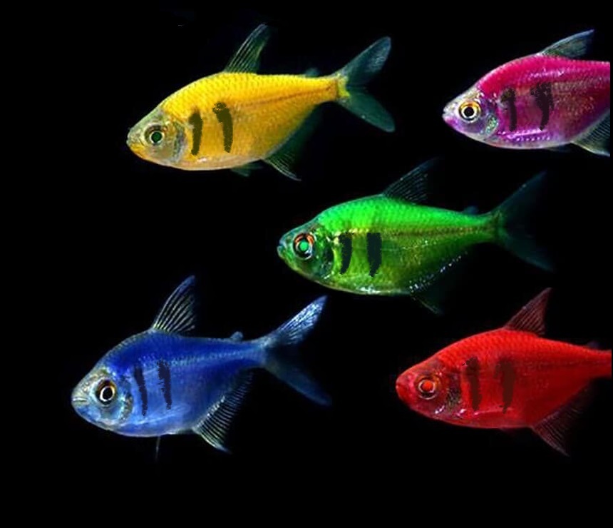 Тернеции аквариумные рыбки фото с названием и описанием