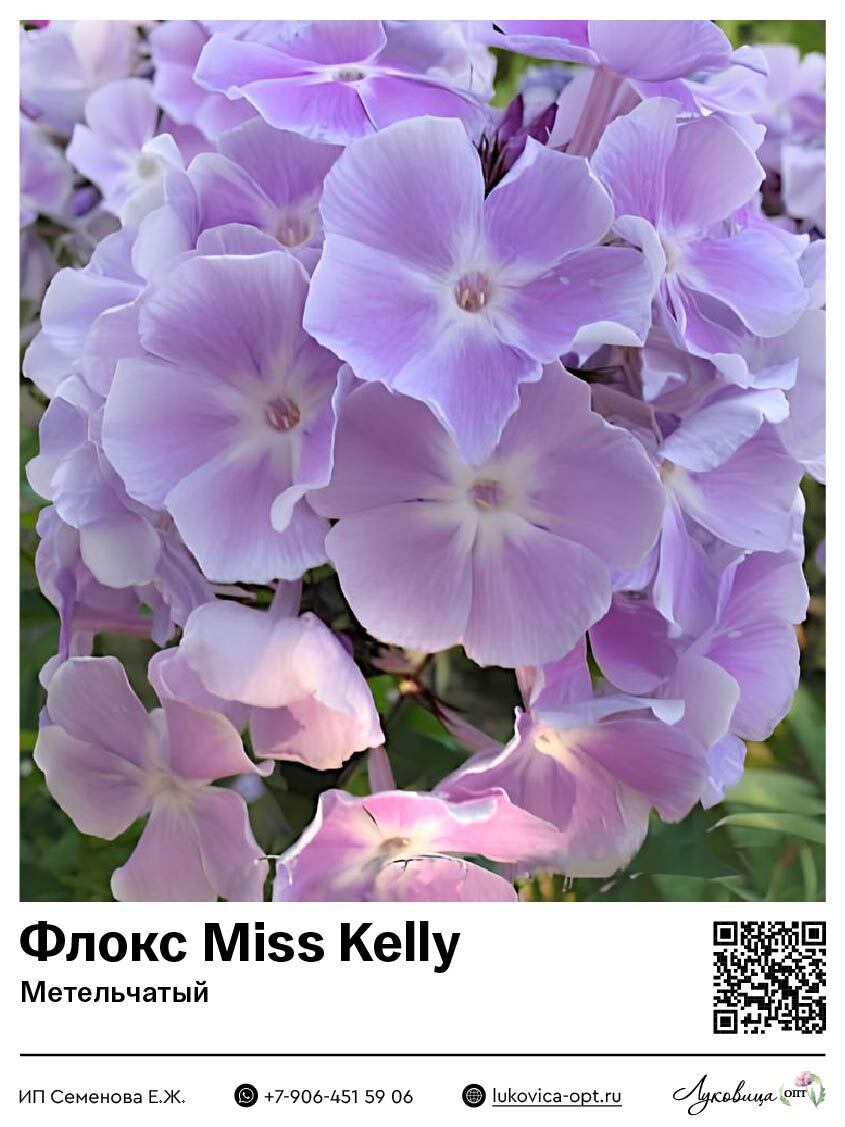 Флокс Miss Kelly (Метельчатый) 1 шт