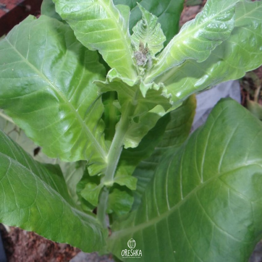 Seeds of Tobacco Baiano (Nicotiana tabacum) — 300 pcs