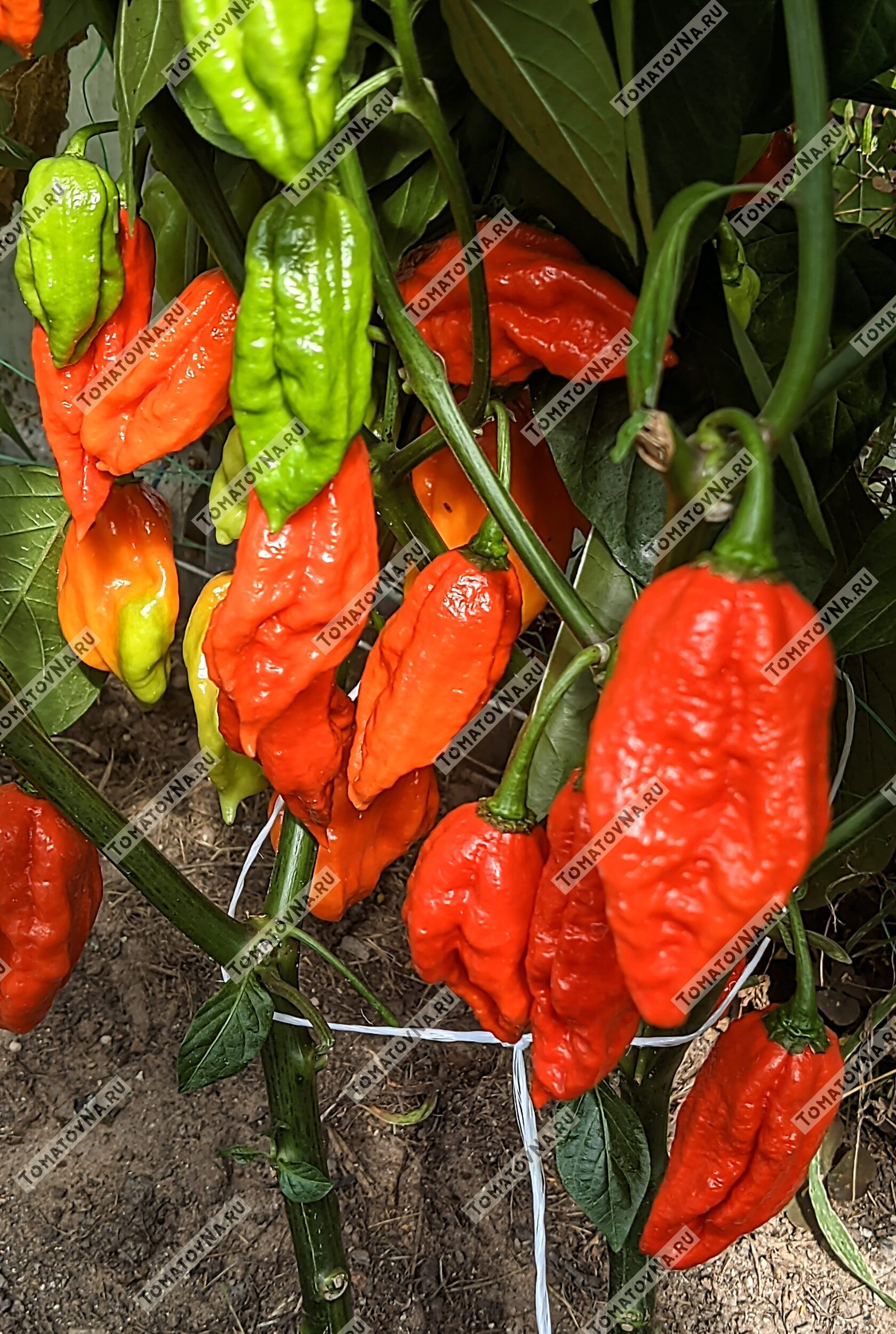 Перец острый Best from East. Описание. Семена