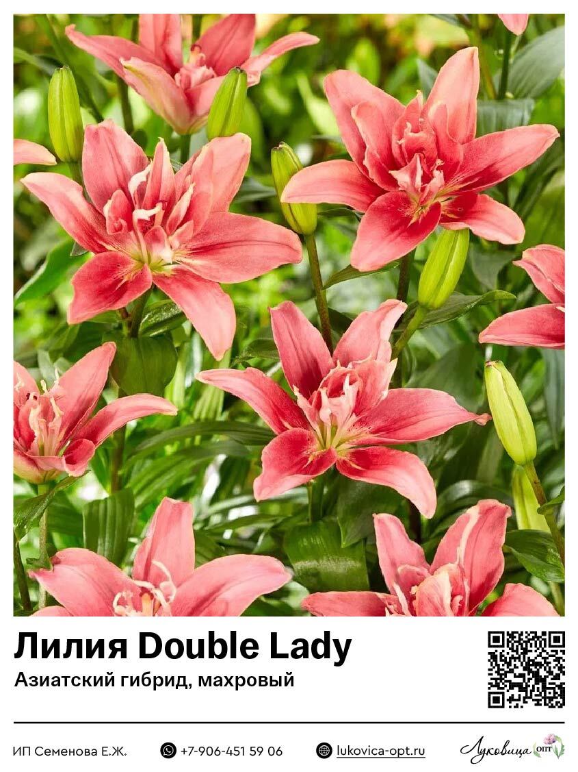Лилия Double Lady (Азиатский гибрид, махровый)