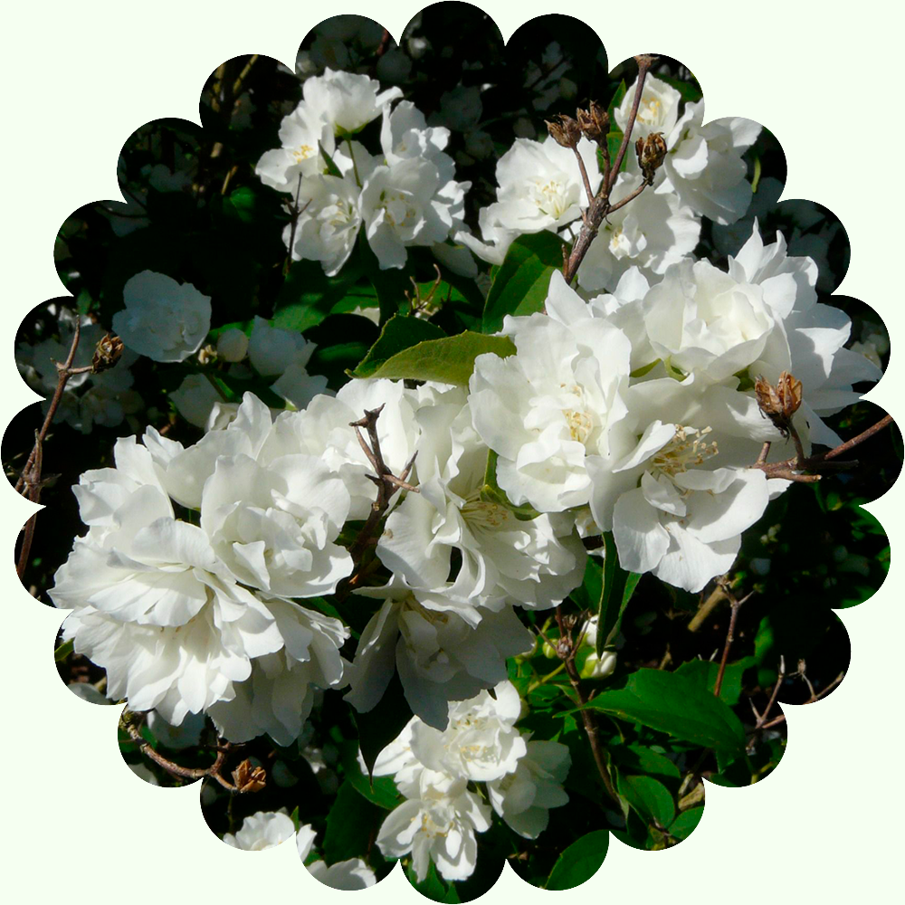 Чубушник махровый Букет Бланк (Жасмин садовый)