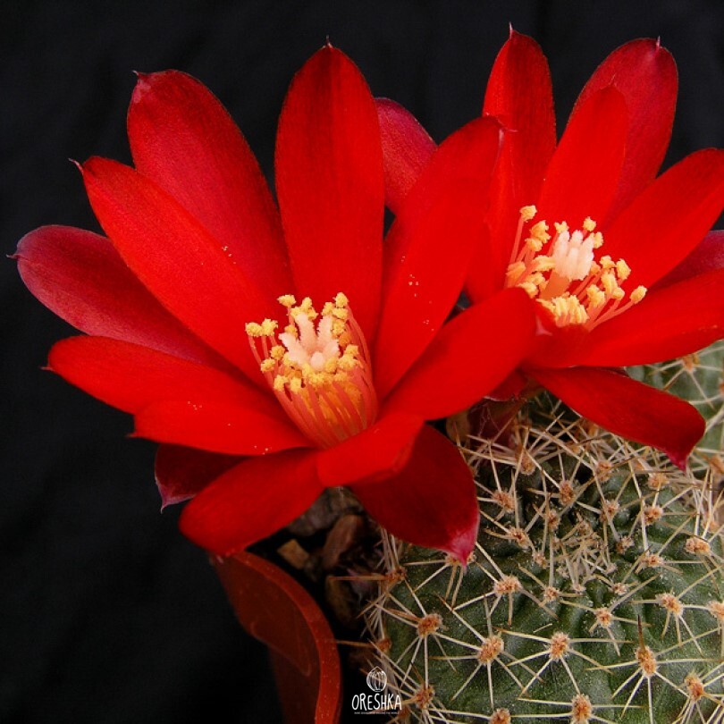 Seeds of Cactus Aylostera pseudodeminuta VG 620 (Aylostera pseudodeminuta VG 620) — 10 pcs