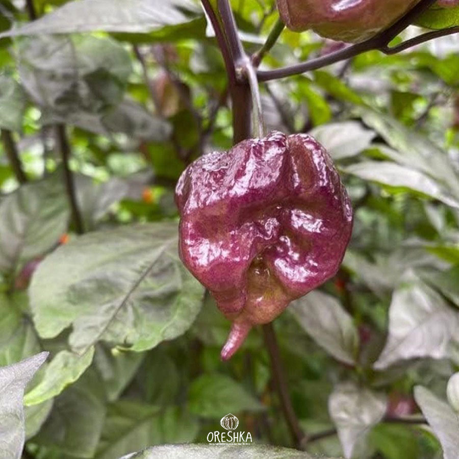 Seeds of Hot pepper Blackjack Moruga Scorpion Trinidad (Capsicum) — 5 pcs
