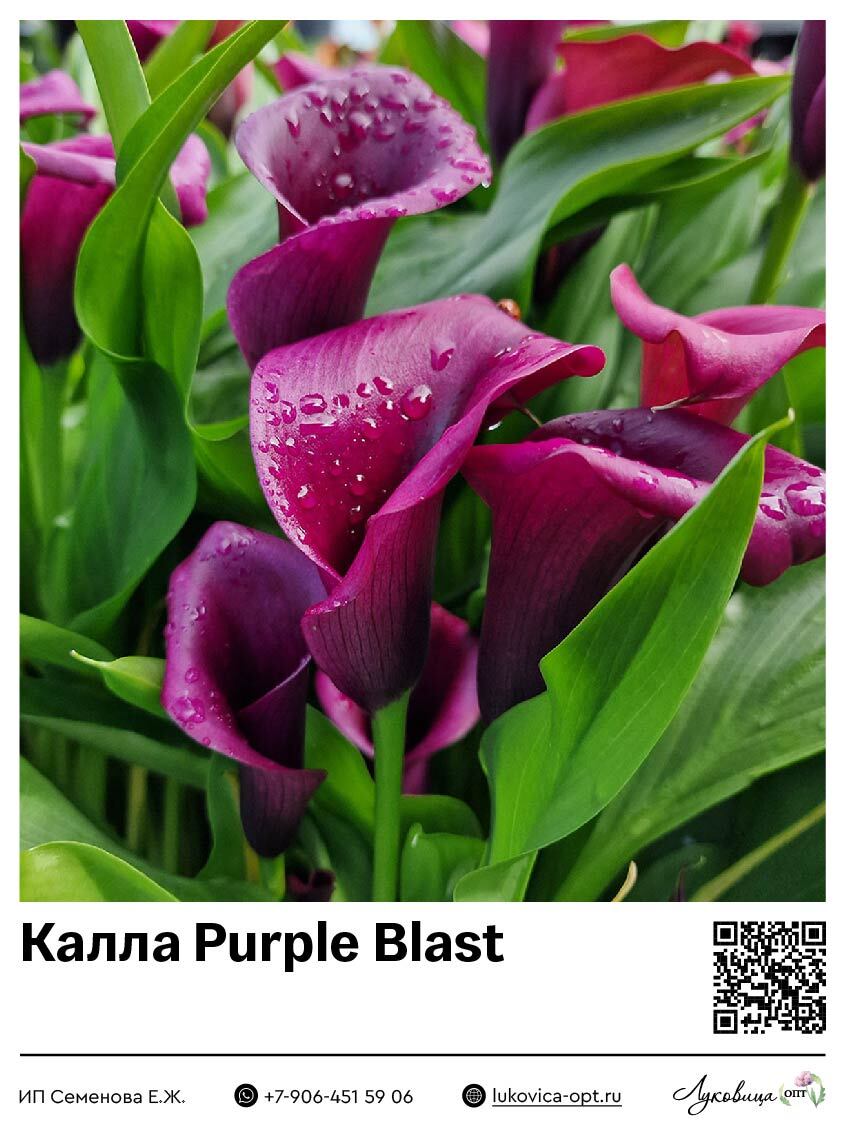 Калла Purple Blast