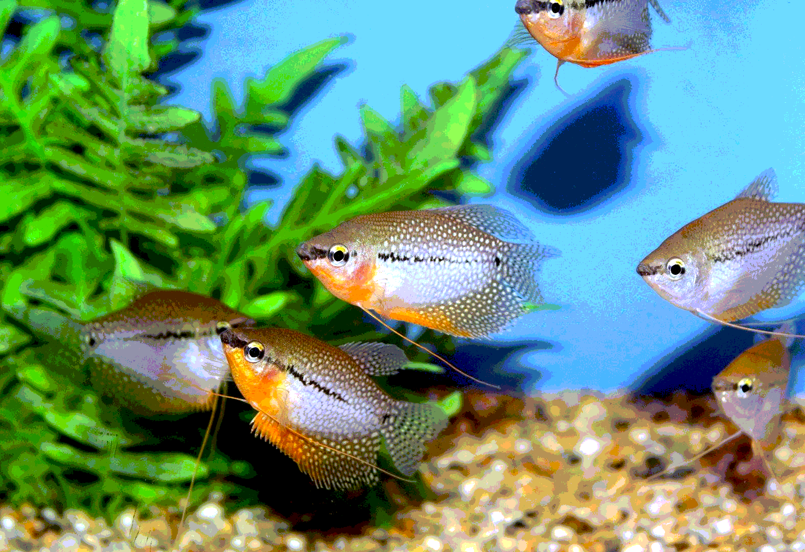 Аквариумные рыбки самки и самцы. Гурами Жемчужная аквариумная рыбка. Рыба гурами жемчужный. Гурами Жемчужная аквариумная. Гурами Жемчужина аквариумная.